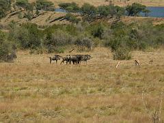 090517_Pilanesberg 064